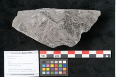 Foto (Objekt + Etikett) von Neuropteris sp.  (NHMW-GEO-2024-0188-10696)